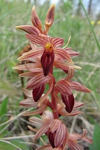 Corallorhiza striata