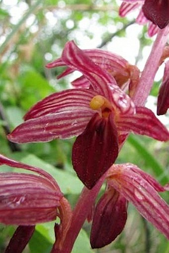 Corallorhiza striata