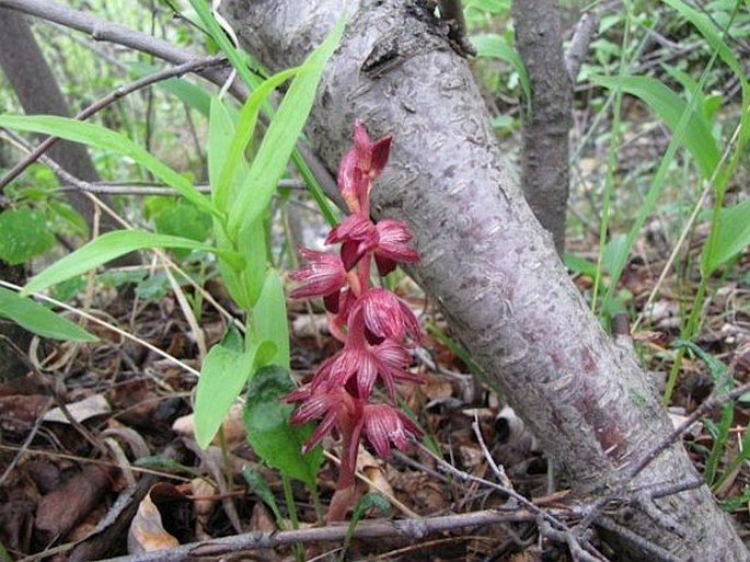 Corallorhiza striata