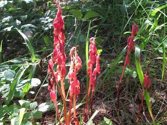 Corallorhiza striata