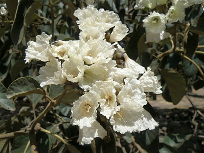 CORDIA AFRICANA Lam.