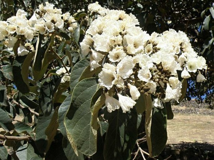 Cordia africana