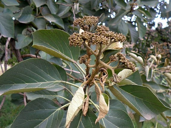 Cordia africana