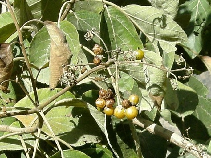 Cordia africana