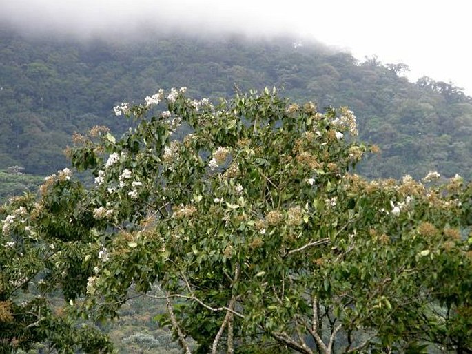 Cordia alliodora