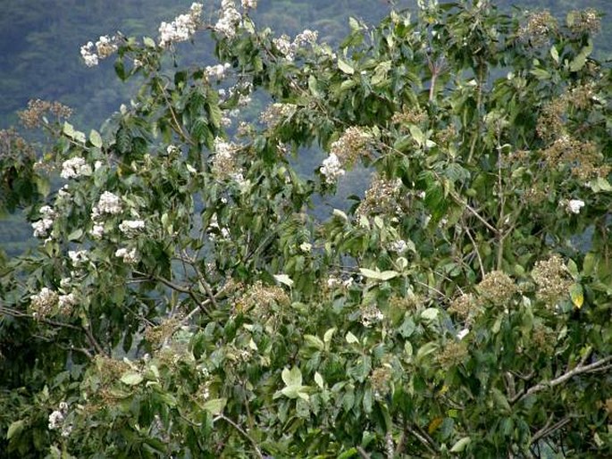 Cordia alliodora