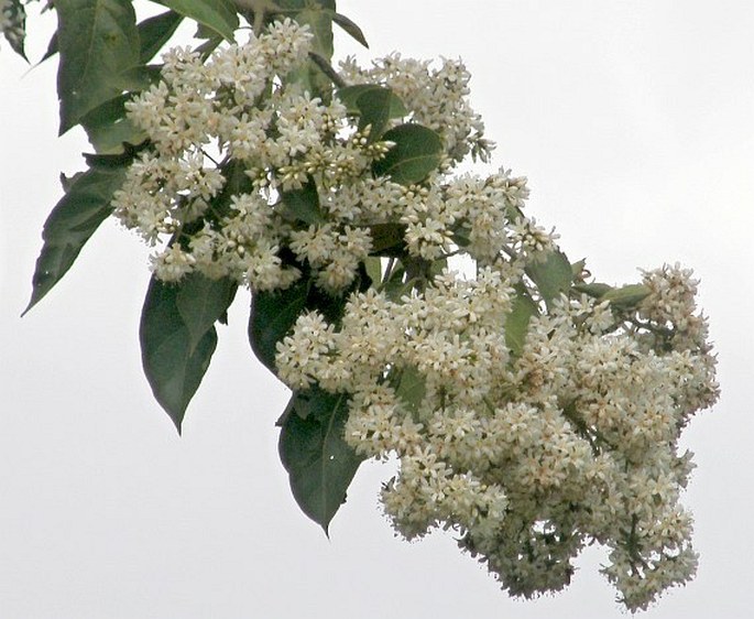 Cordia alliodora