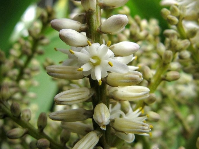 Cordyline australis