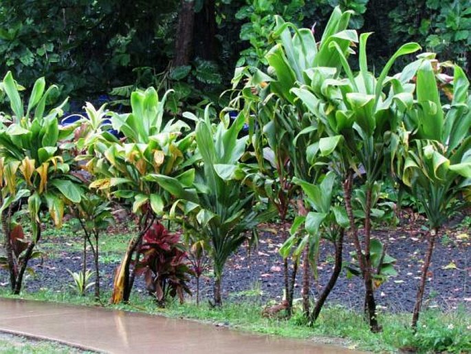 Cordyline fruticosa