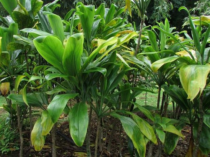 Cordyline fruticosa