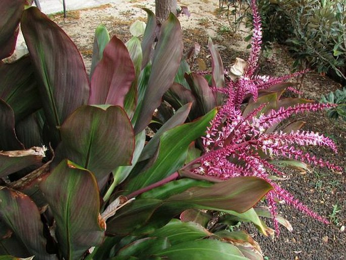 Cordyline fruticosa