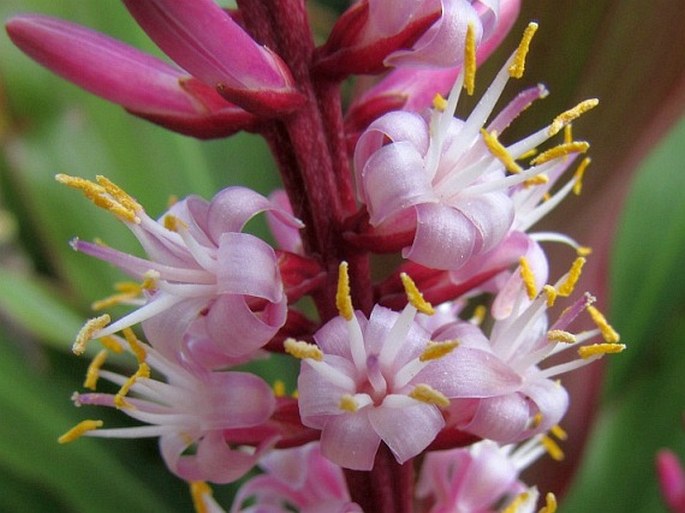 Cordyline fruticosa