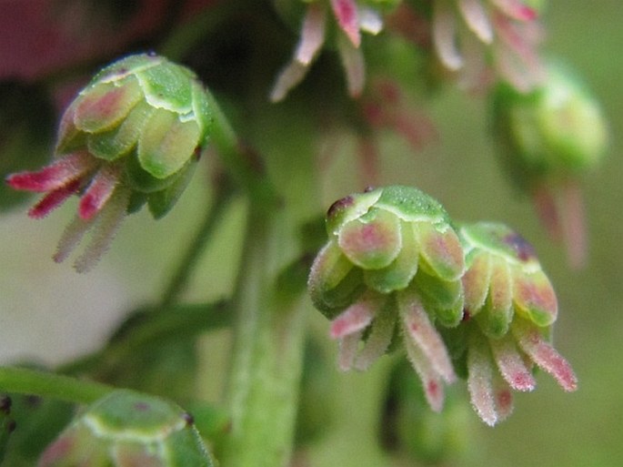 Coriaria arborea