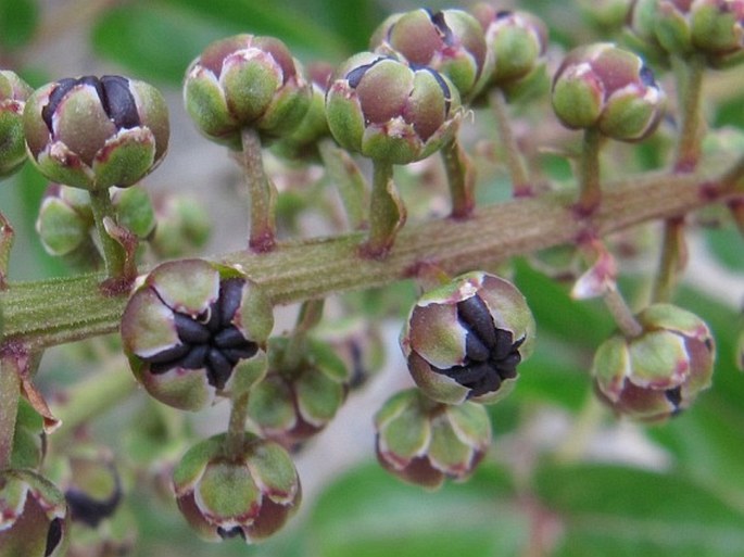 Coriaria arborea