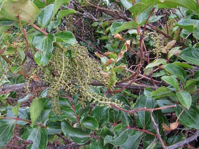 Coriaria arborea