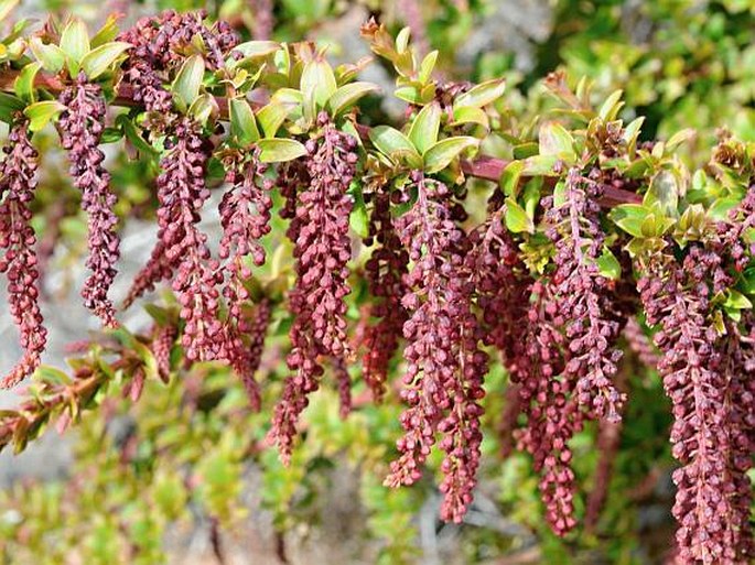 Coriaria ruscifolia subsp. microphylla