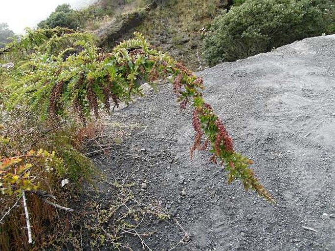 Coriaria ruscifolia subsp. microphylla