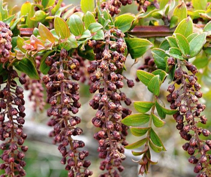 Coriaria ruscifolia subsp. microphylla