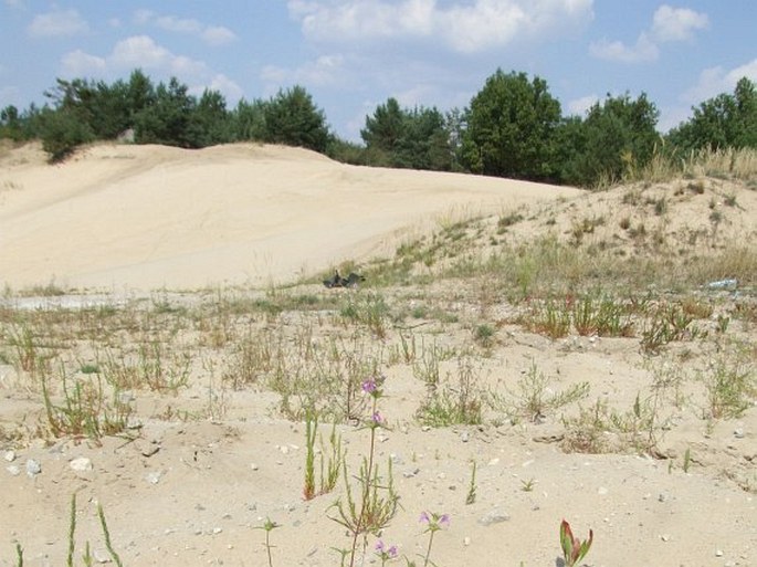 Corispermum pallasii