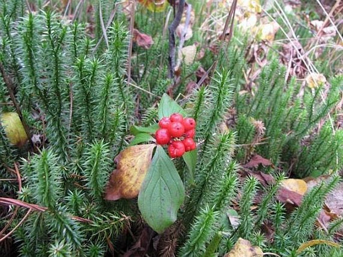 Cornus canadensis