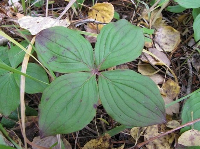 Cornus canadensis