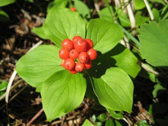 Cornus canadensis