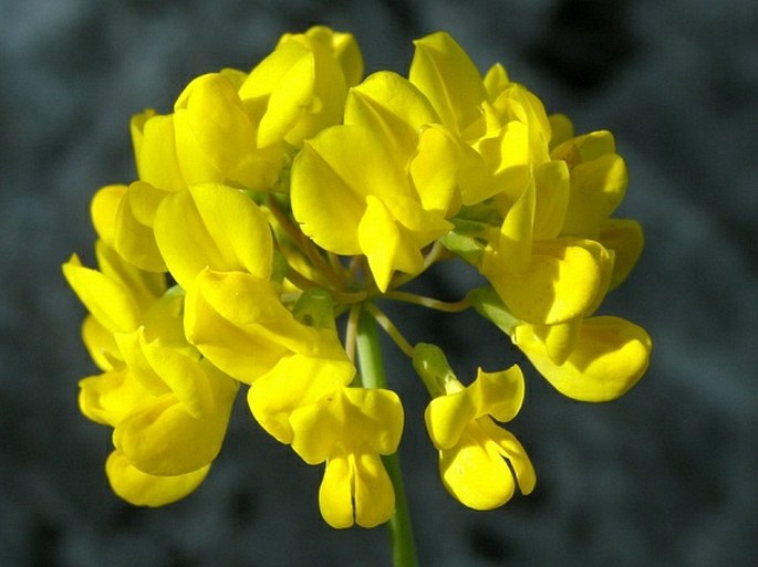 Coronilla coronata