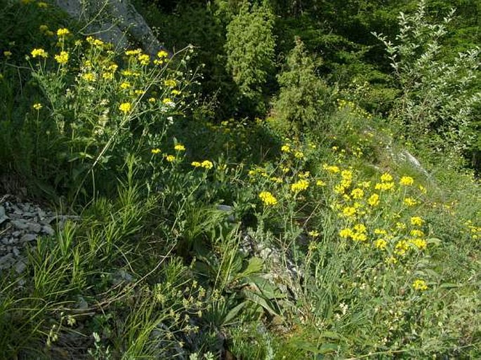 Coronilla coronata