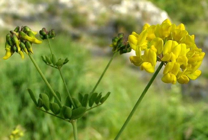 Coronilla coronata