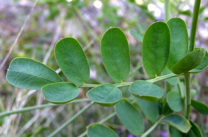 Coronilla coronata