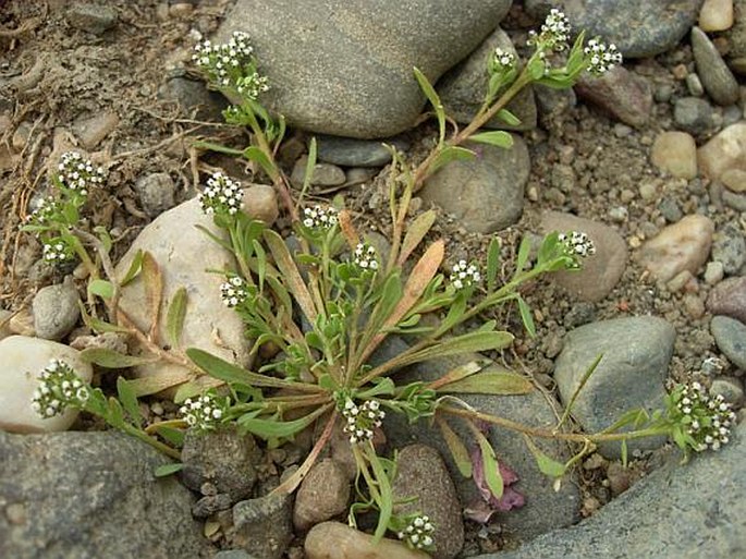 CORRIGIOLA LITORALIS L. – drobnokvět pobřežní / drobnokvet pobrežný