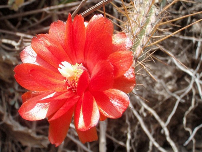 Corryocactus erectus