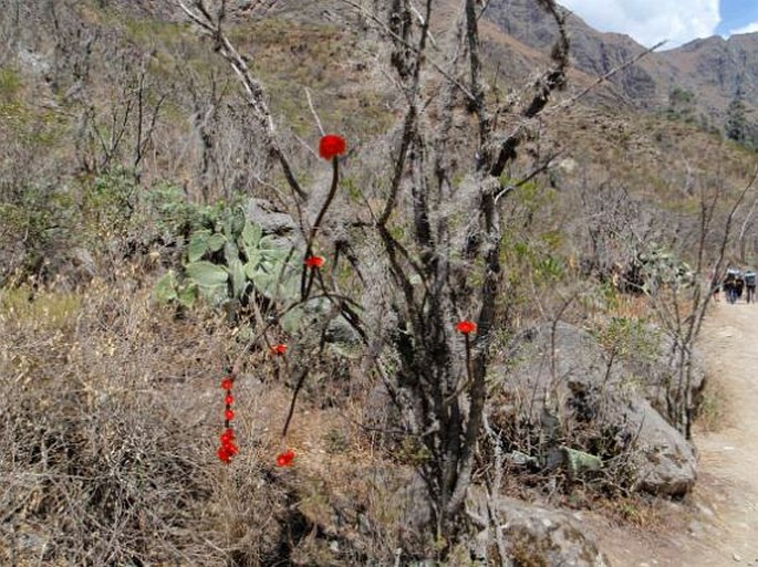 Corryocactus erectus