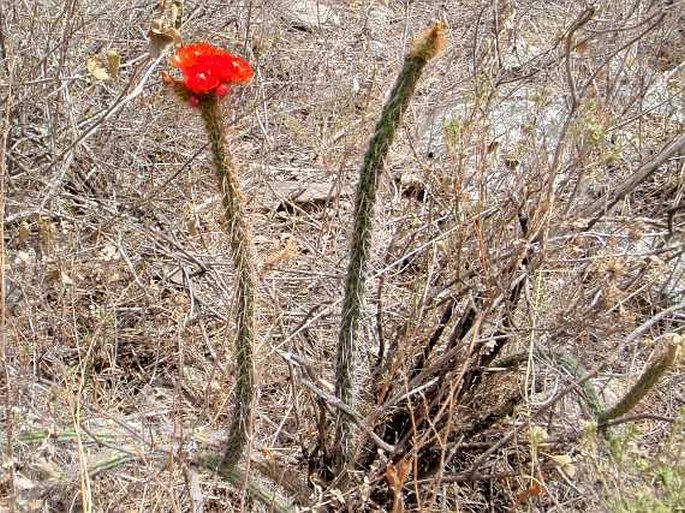 Corryocactus erectus