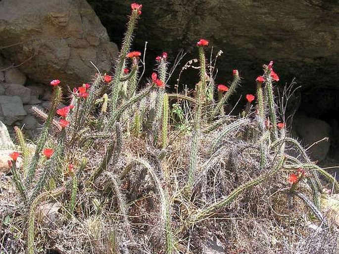 CORRYOCACTUS ERECTUS (Backeb.) F. Ritter