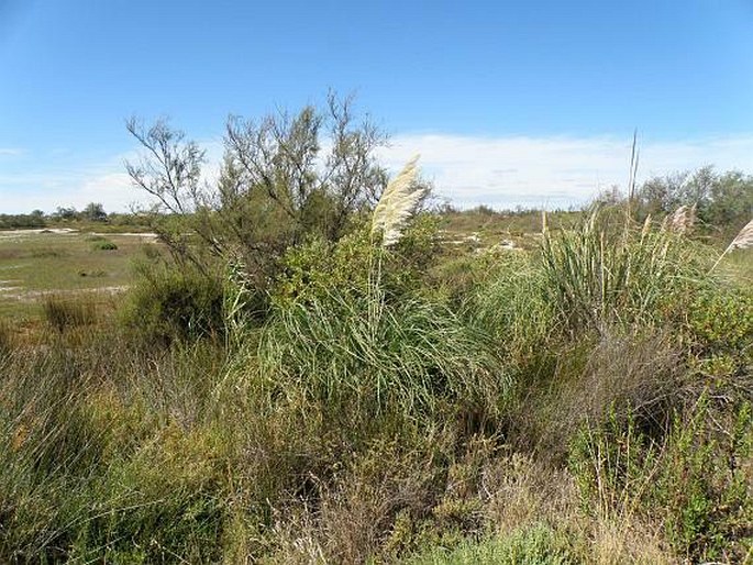 Cortaderia selloana