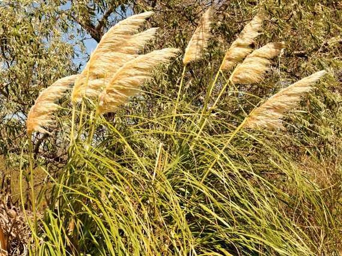 Cortaderia selloana