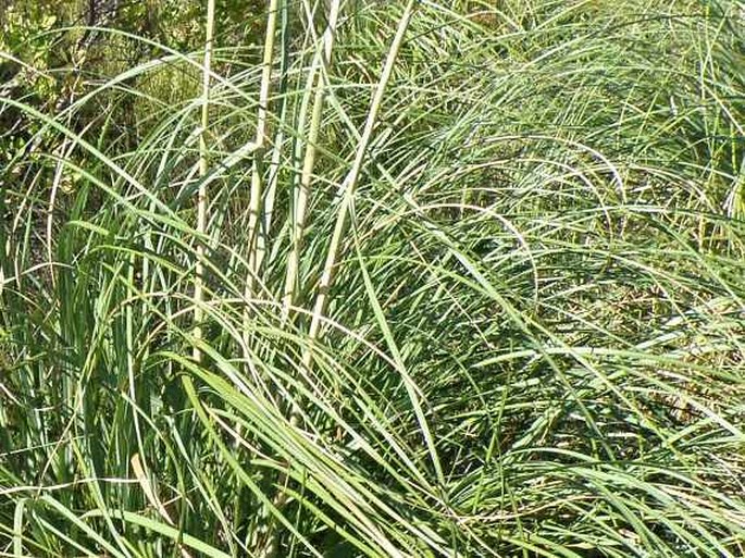 Cortaderia selloana