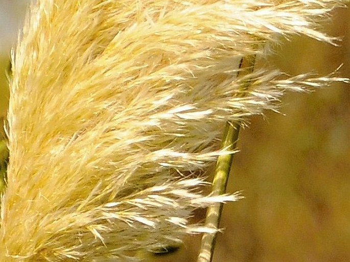 Cortaderia selloana