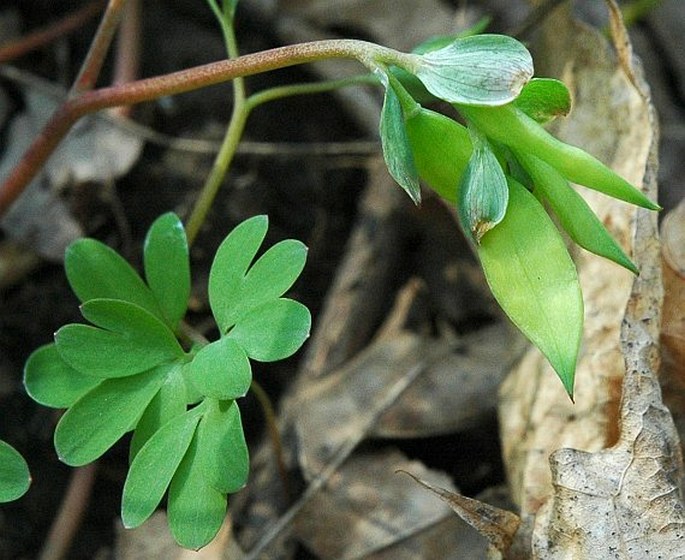 Corydalis intermedia