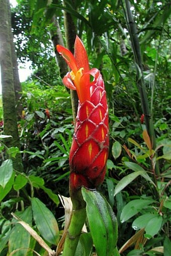 Costus pulverulentus