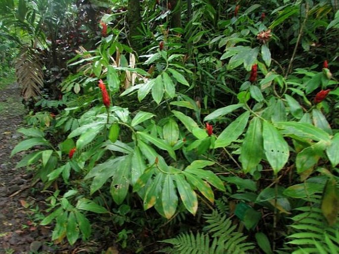 Costus pulverulentus