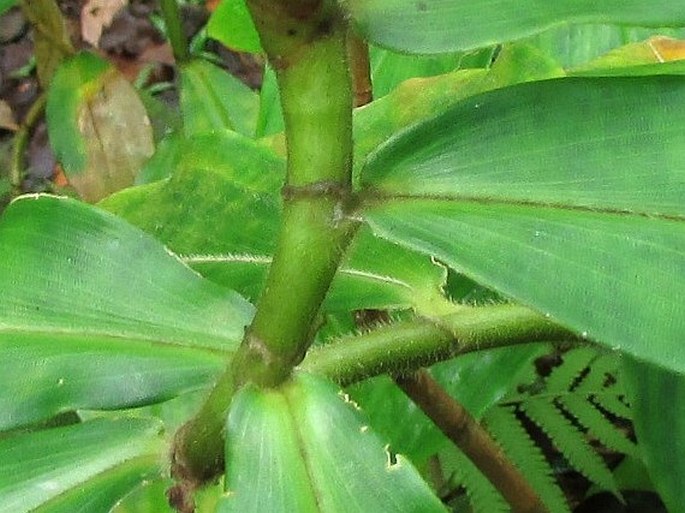 Costus pulverulentus