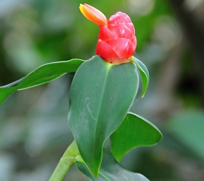 Costus woodsonii