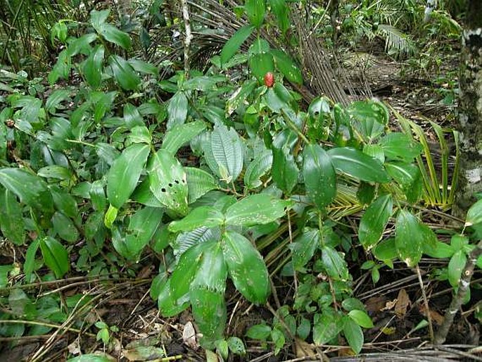 Costus woodsonii