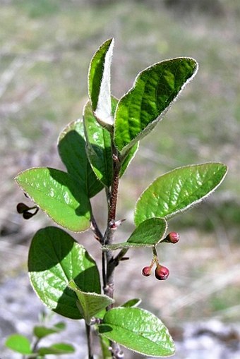 Cotoneaster laxiflorus