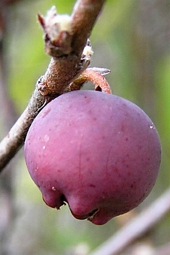 Cotoneaster laxiflorus