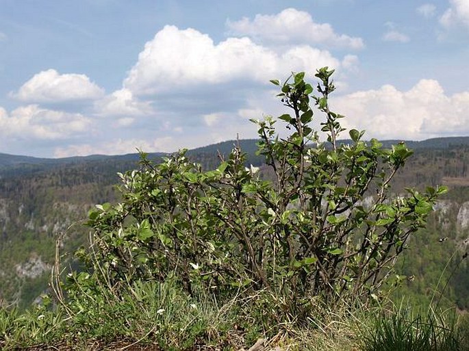 Cotoneaster laxiflorus