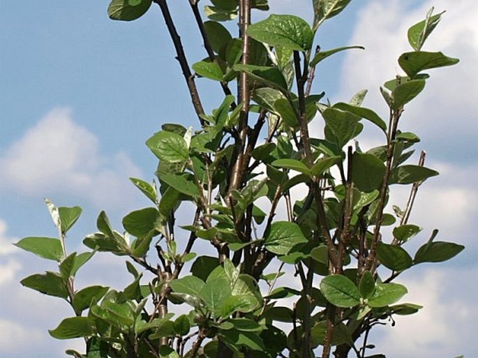 Cotoneaster laxiflorus