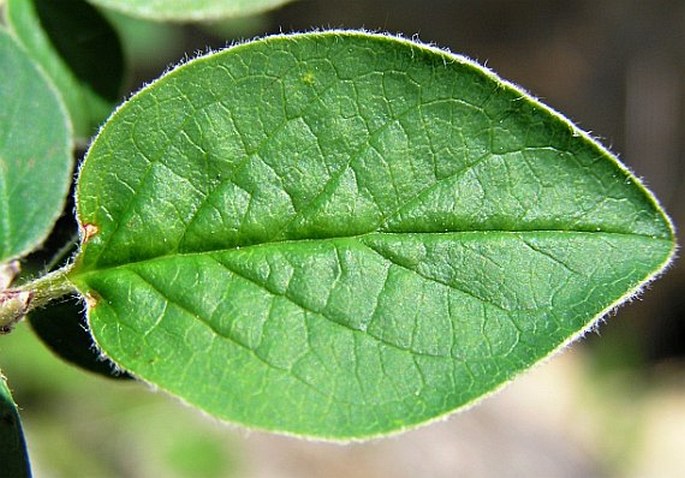 Cotoneaster laxiflorus